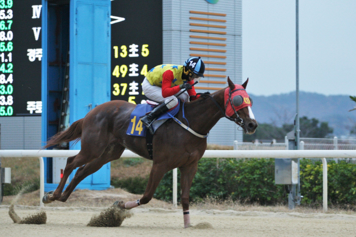 [경마] '제24회 코리안오크스'… 7억을 놓고 겨루는 2분 레이스