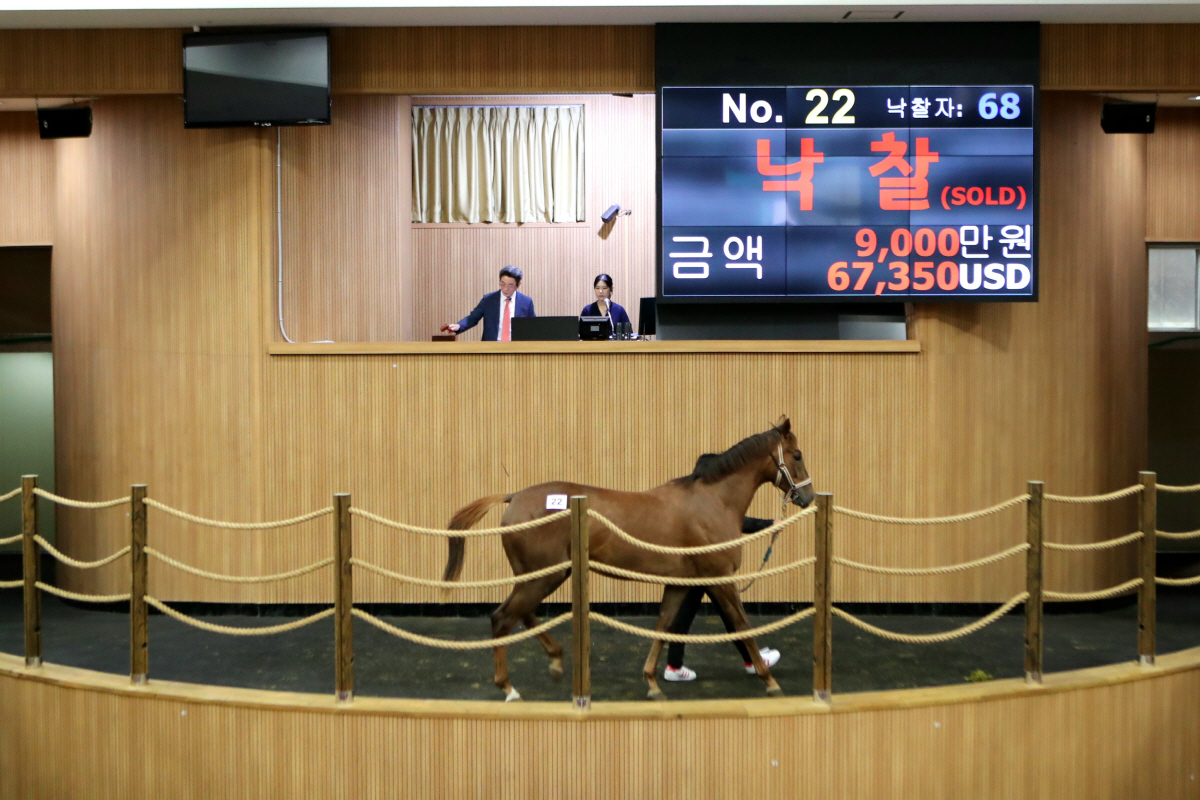 [경마]지난 30일 올해 두 번째 제주 예비경주마 경매 열려