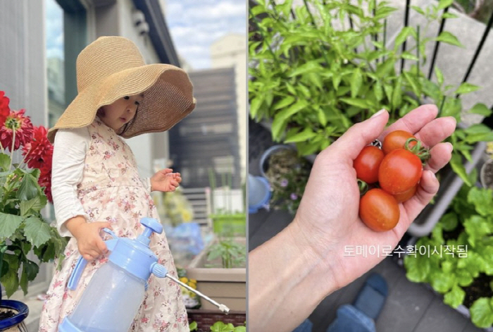 이윤지, 아파트 베란다 텃밭이 '이렇게 잘될수가'…"토마토 수확 시작됨"