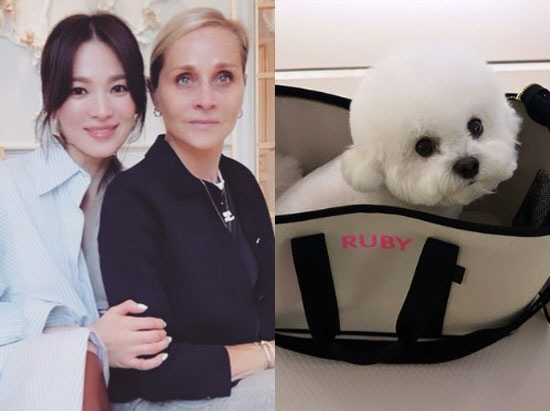 송혜교 "루비가 너무 좋아해"…커스텀 반려견 가방 선물 받는 '글로벌 인…