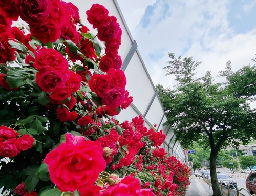 [태백시 제공.재판매 및 DB 금지]