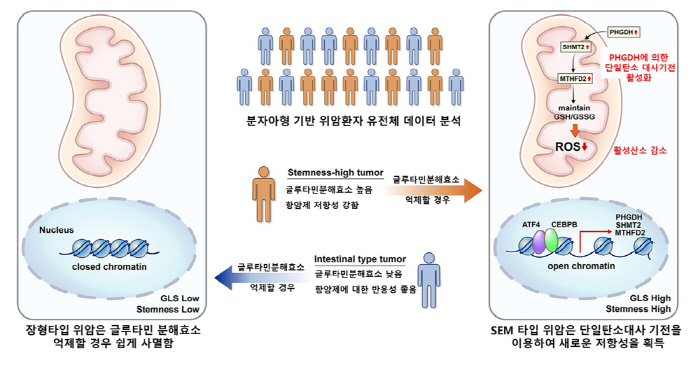 "난치성 위암의 숨겨진 항암제 저항 메커니즘 규명"…새로운 치료전략 기대