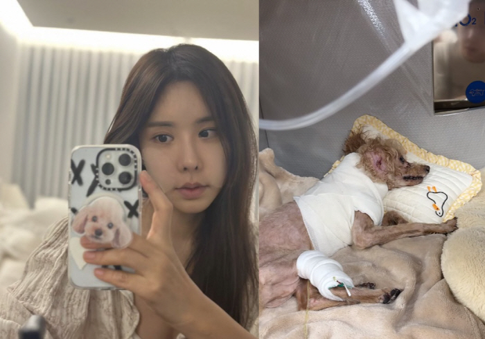 "내가 가해자라고?" 김준희, 18살 노견 개물림 사고→심정지 원통한데 …