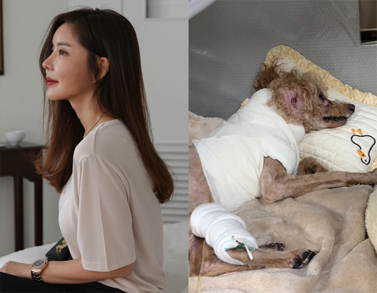 김준희, '개물림 사고' 반려견 심정지→기적 회복…엄정화 "대단해"