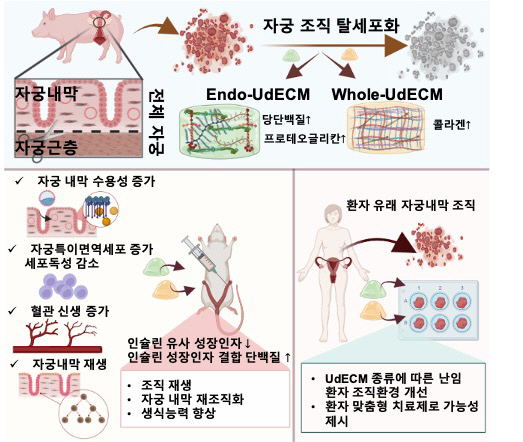 차 의과학대학교·포스텍 연구팀, 자궁 내막 재생 '젤' 개발로 난임 해결…