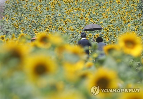 [연합뉴스 자료 사진]