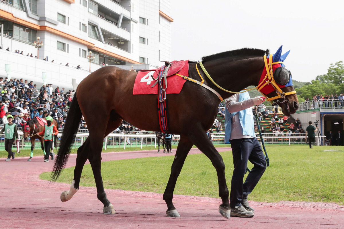 [경마]9일 오너스컵, 첫 대상경주 영광을 향한 노장들의 박 터지는 싸움…