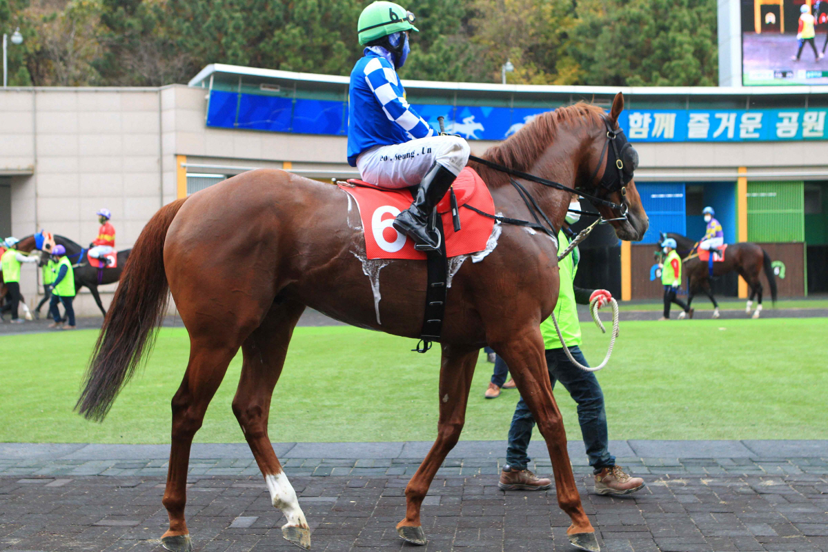[경마]9일 오너스컵, 첫 대상경주 영광을 향한 노장들의 박 터지는 싸움…