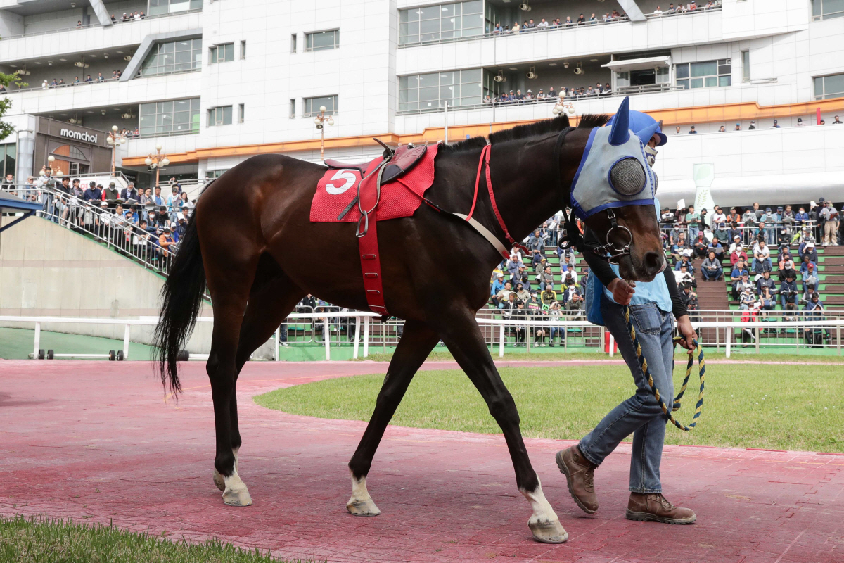 [경마]9일 오너스컵, 첫 대상경주 영광을 향한 노장들의 박 터지는 싸움…