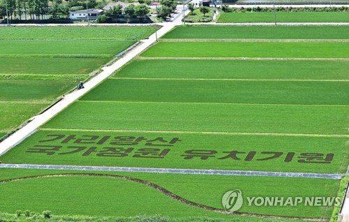 (정선=연합뉴스) 7일 강원 정선군이 북평면 남평1리 친환경 광역단지에 유색 벼를 활용해 그린 가리왕산 국가정원 유치 염원 그림이 눈길을 끌고 있다. 2023.7.7 [정선군 제공.재판매 및 DB 금지] byh@yna.co.kr