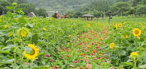 [해바라기문화재단 제공.재판매 및 DB 금지]