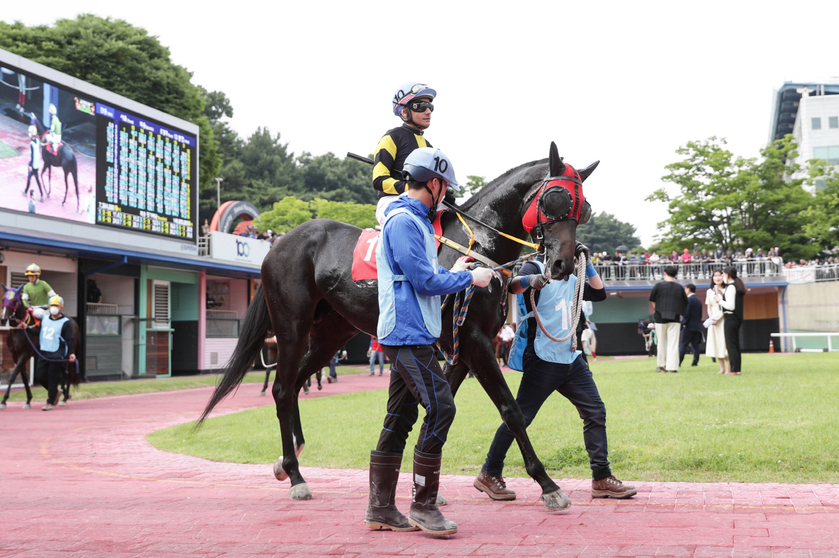 [경마]국산 최강 3세마 가리는 삼관경주 마지막 여정! '농림축산식품부장…