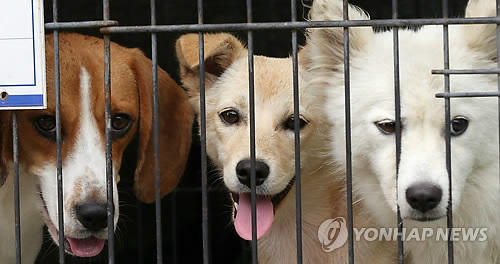 "개가 꼬리 흔들면 기분이 좋다?…방향에 따라 다르다"