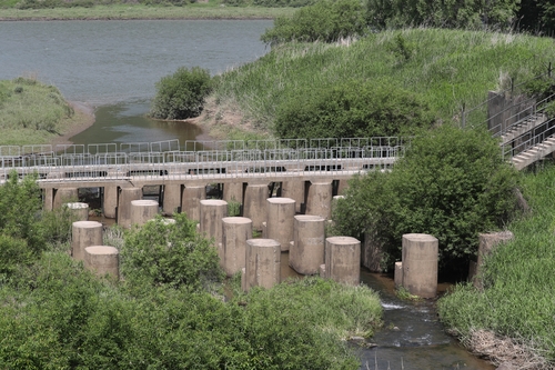 지난 2018년 촬영한 임진강 하류의 용치 [연합뉴스 자료사진]