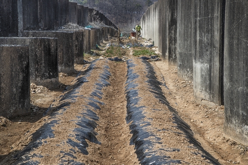 지난 2021년 경기도 파주시 접경지의 대전차 장애물 사이로 주민들이 텃밭을 일궈 놓은 모습. [연합뉴스 자료사진]