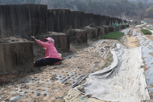 지난 2021년 경기도 파주시 접경지의 대전차 장애물 근처에서 주민이 텃밭을 일구는 모습. [연합뉴스 자료사진]