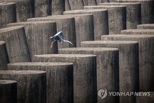 지난 2022년 경기도 파주시 인근 대전차 장애물에서 왜가리가 먹이를 찾는 모습. [연합뉴스 자료사진]