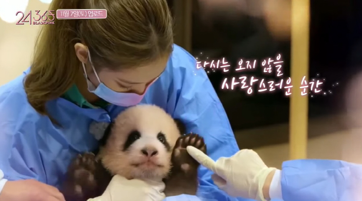 "푸바오, ★들의 슈스" 보아·사쿠라→김광규, 입덕시킨 마성의 판다 [S…