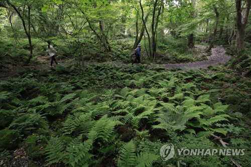 '나도 명품 도보길' 제주에서 만나는 빼어난 숲길 5선