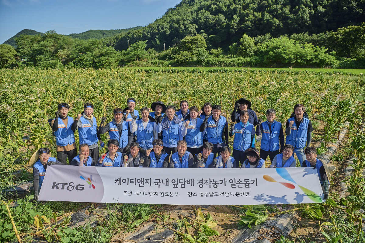 KT&G, 일손 부족 잎담배 농가 지원 '수확 봉사활동' 진행
