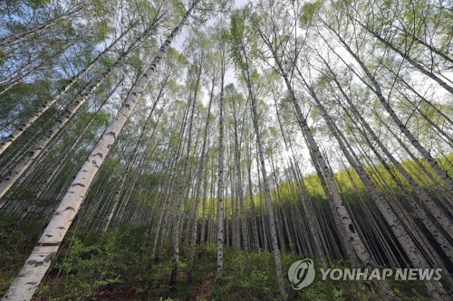 [신간] 나무문답·플라잉