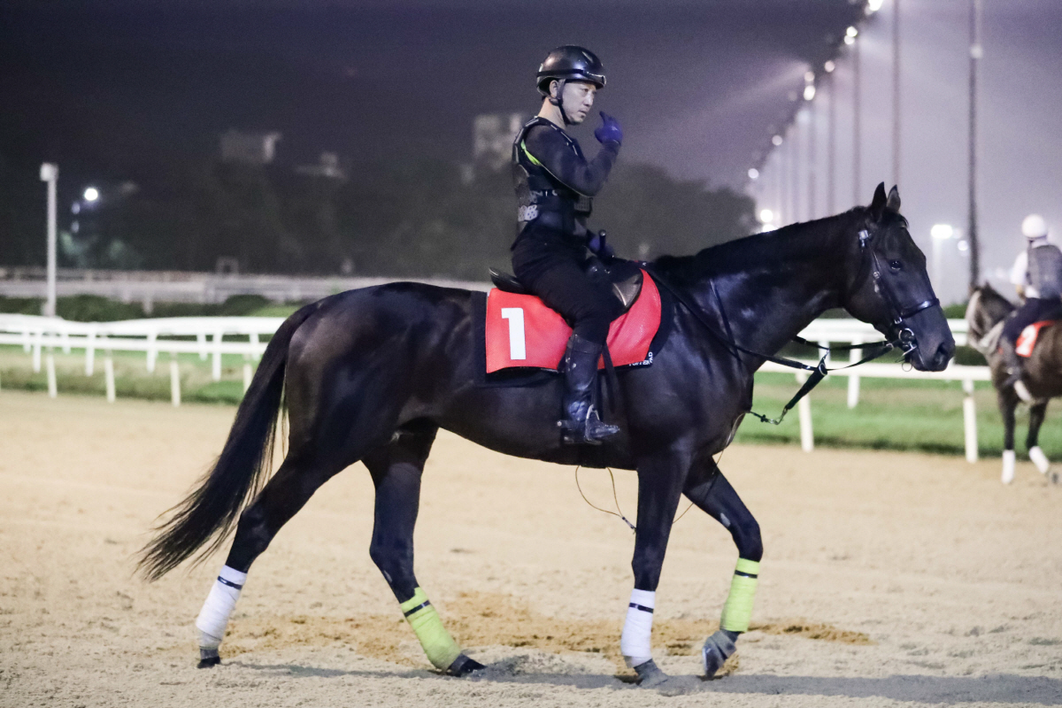[경마] 제6회 코리아컵, 코리아스프린트의 뜨거운 열기 속으로