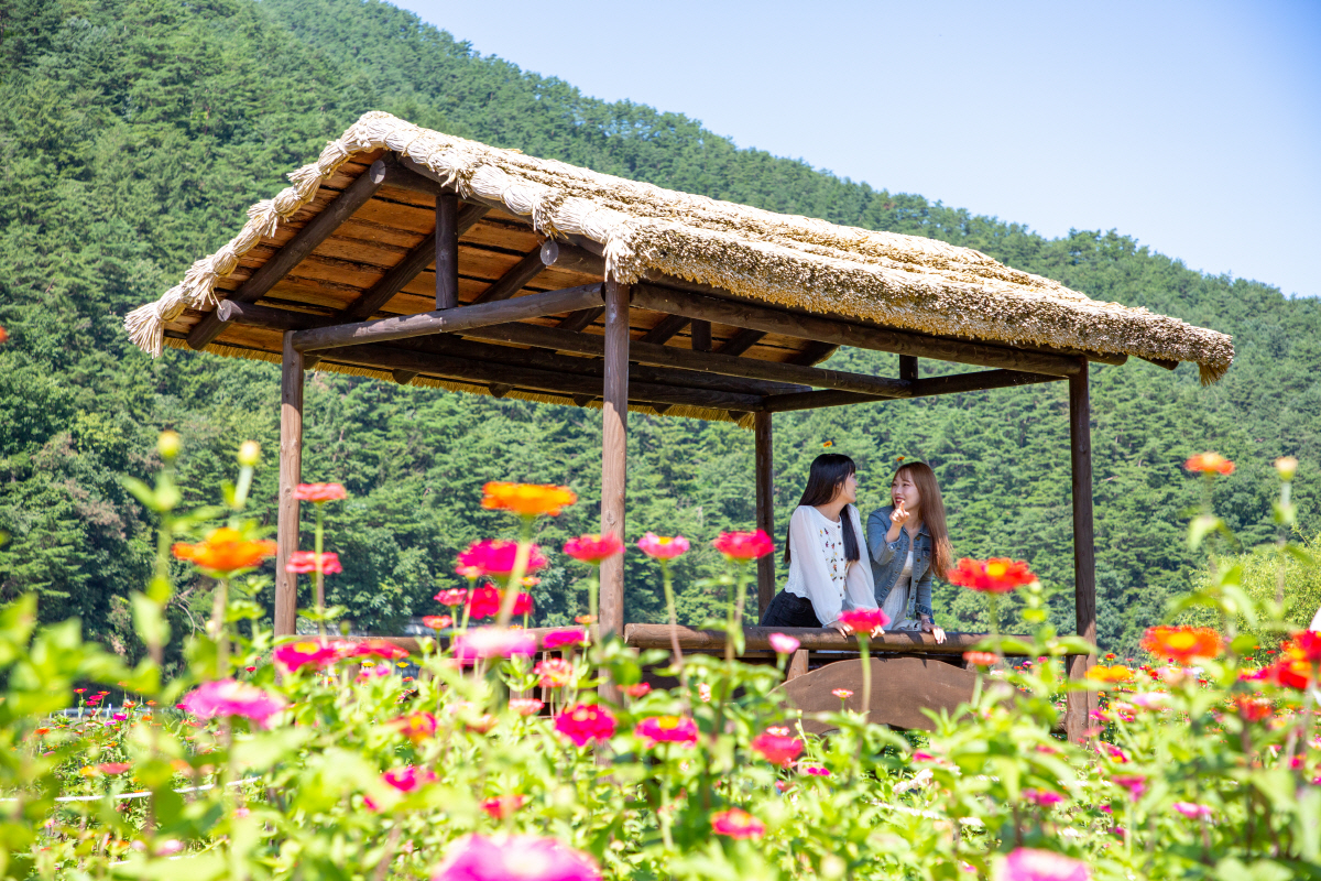 "천만송이 꽃과 함께, 가을 감성 흠뻑" 평창백일홍축제 개막