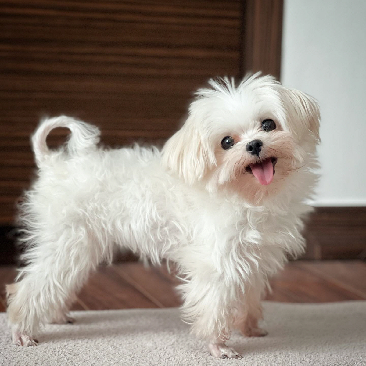 '13남매 장녀' 남보라 "새 가족 생겨..이제 6자매 남가네"