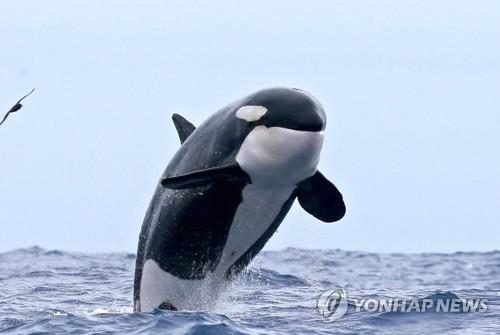 "인간이 느끼는 자연의 질서…고래는 거대한 '물고기'다"