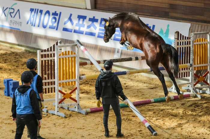[경마]국산 우수 승용마 발굴의 장, '승용마 품평회 및 어린말 승마대회…