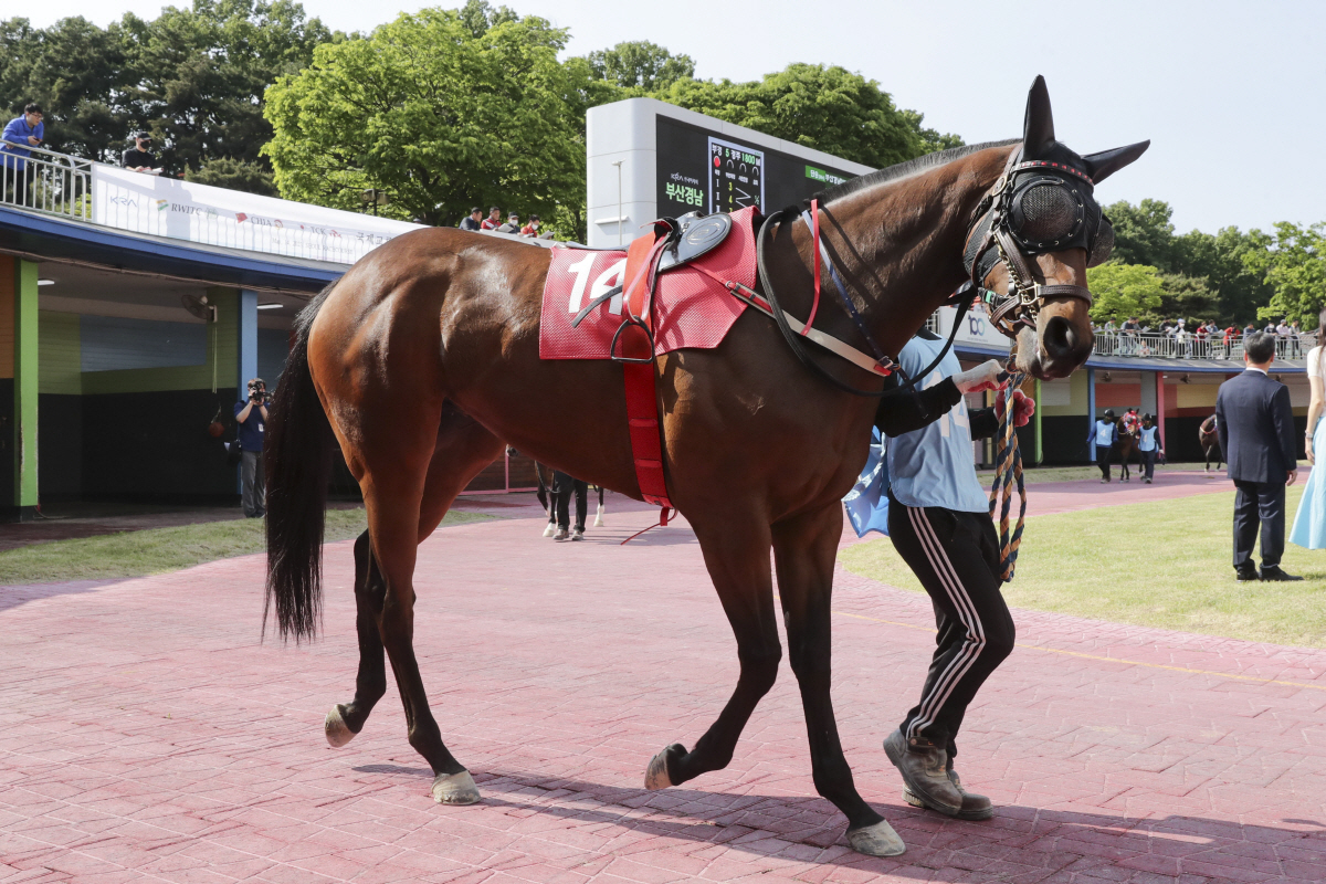 [경마]서울 1등급 경주마들의 1400m 대결, 제12회 서울경제신문배 …