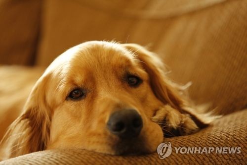 반려견과 사는 희로애락…신간 '개는 온몸으로 웃는다'