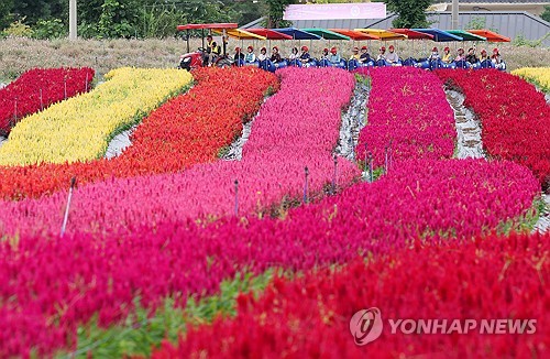 철원군, 고석정 꽃밭 운영 종료…방문객 62만여명 기록