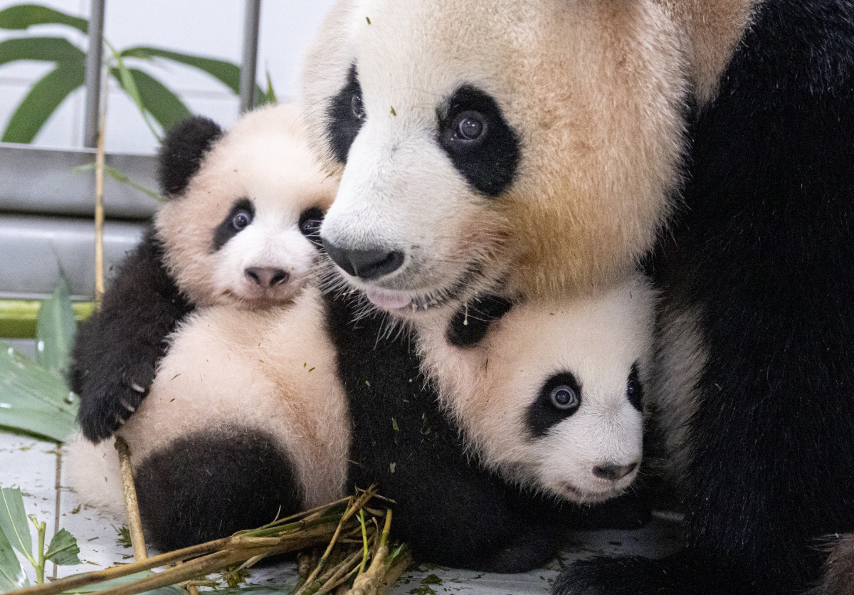 "엄마 품에 안긴 쌍둥이 판다" 에버랜드, 포육 방식 변경