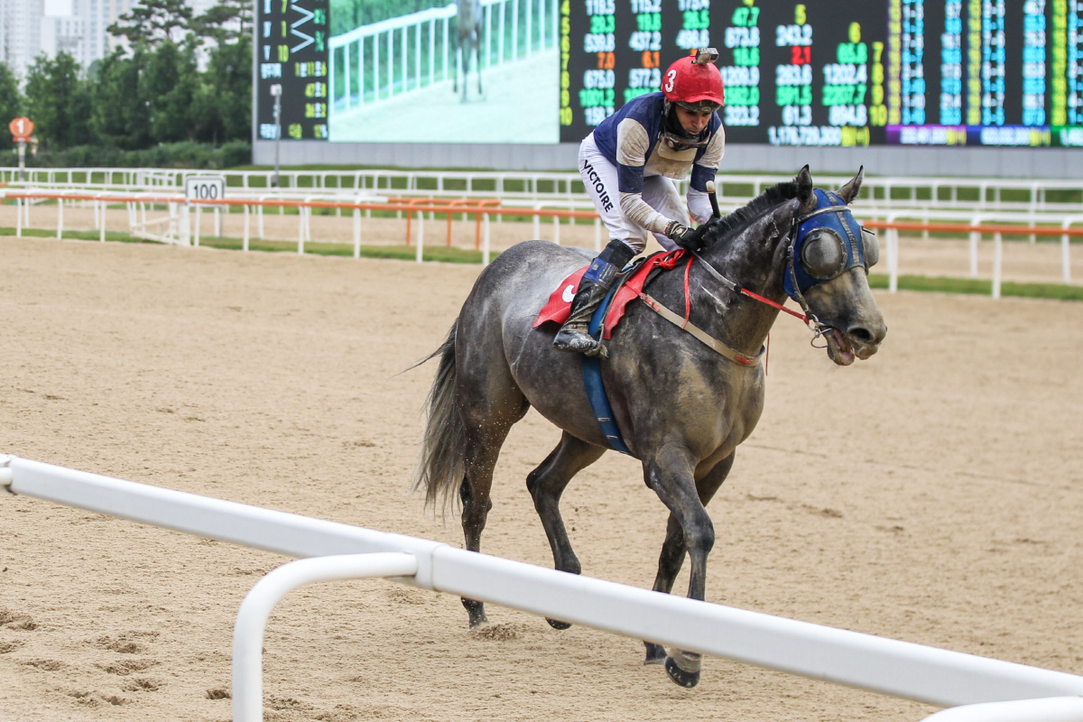 [경마]샛별 vs 노장, 렛츠런파크 부경 제16회 국제신문배 개최
