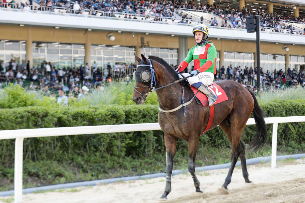 [경마]샛별 vs 노장, 렛츠런파크 부경 제16회 국제신문배 개최