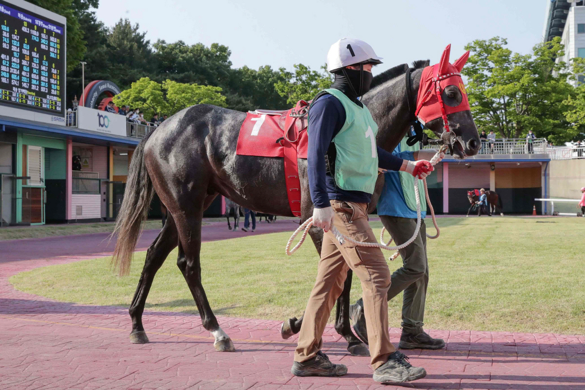 [경마]샛별 vs 노장, 렛츠런파크 부경 제16회 국제신문배 개최