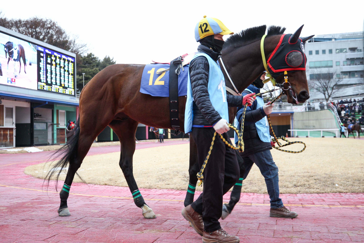 [경마]샛별 vs 노장, 렛츠런파크 부경 제16회 국제신문배 개최