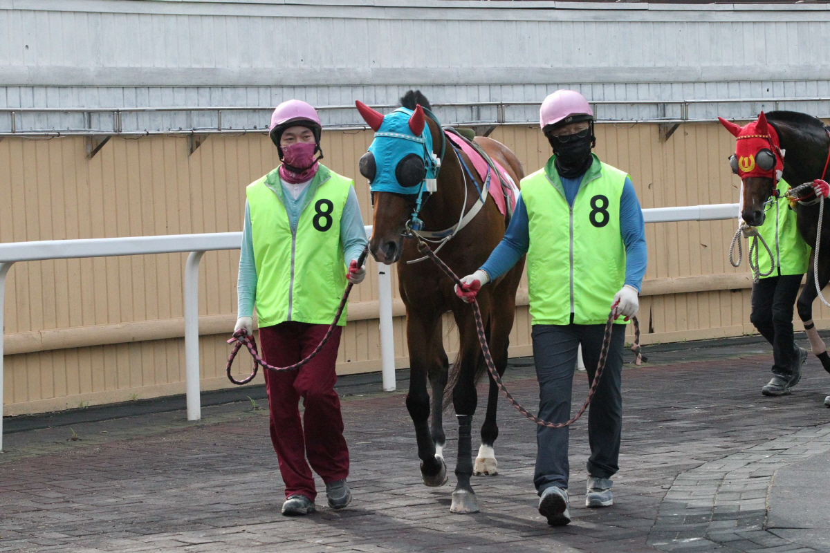 [경마]샛별 vs 노장, 렛츠런파크 부경 제16회 국제신문배 개최