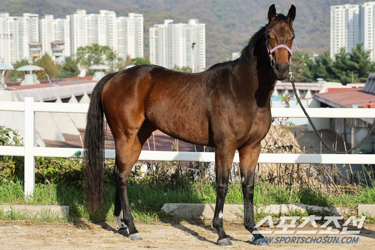 [경마]4등급 암말들의 진검승부, 경주로 우먼 파이터. 제12회 세계비즈…