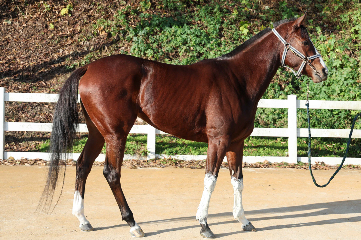 [경마]4등급 암말들의 진검승부, 경주로 우먼 파이터. 제12회 세계비즈…