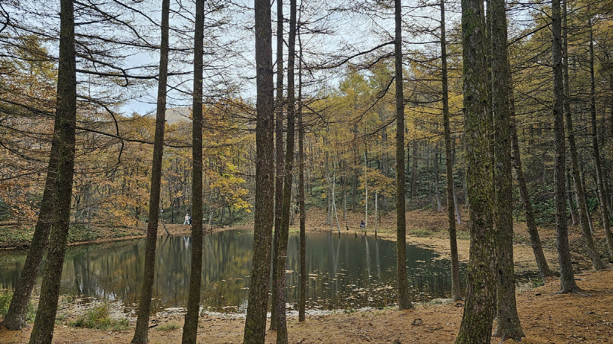 '쉼, 치유' 정태영삼으로 떠나는 늦가을 여행…강원랜드 중심 체험거리도 …