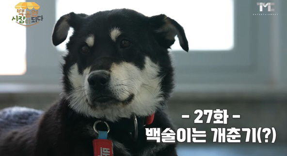 백종원이 구조한 犬 백술이, 심각한 개춘기 "상습 입질에 가출 소동까지"…