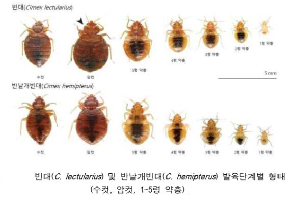 전국 확산 중인 빈대, 물렸다면 대처는?