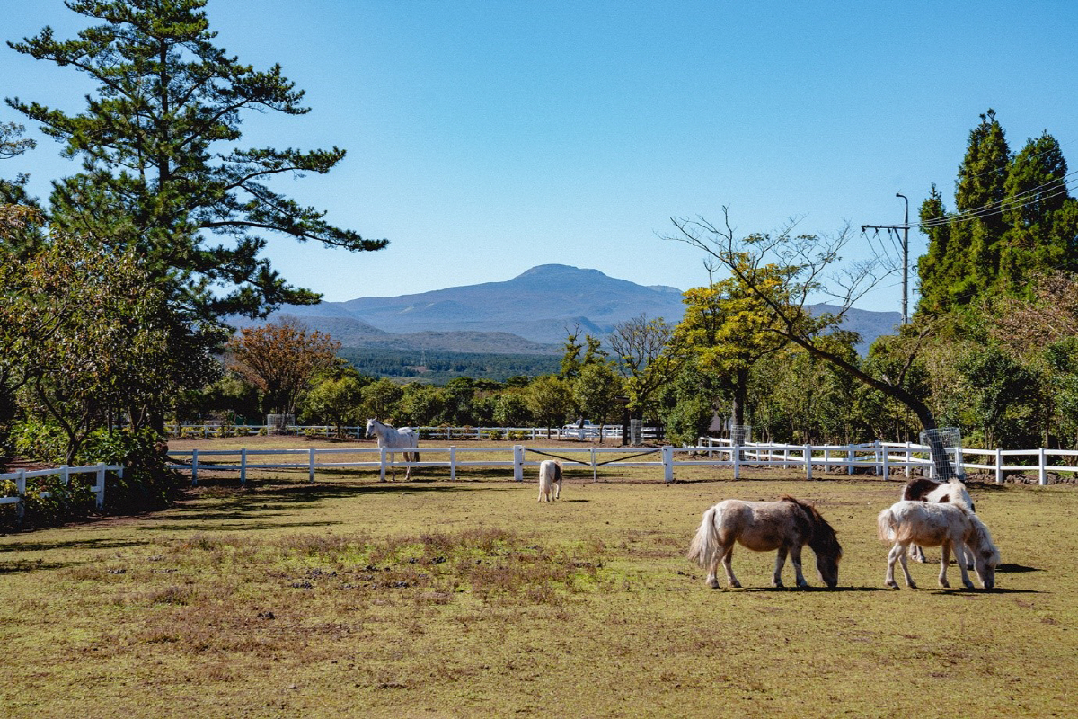 동물체험 자연휴양림 사려니팜, 한라산 숲길 품은 제주여행 필수코스