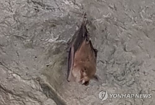 [연합뉴스 자료사진]