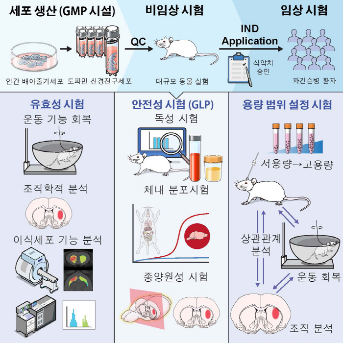 임상용 배아줄기세포에서 최고 수율 도파민 세포 생산 성공