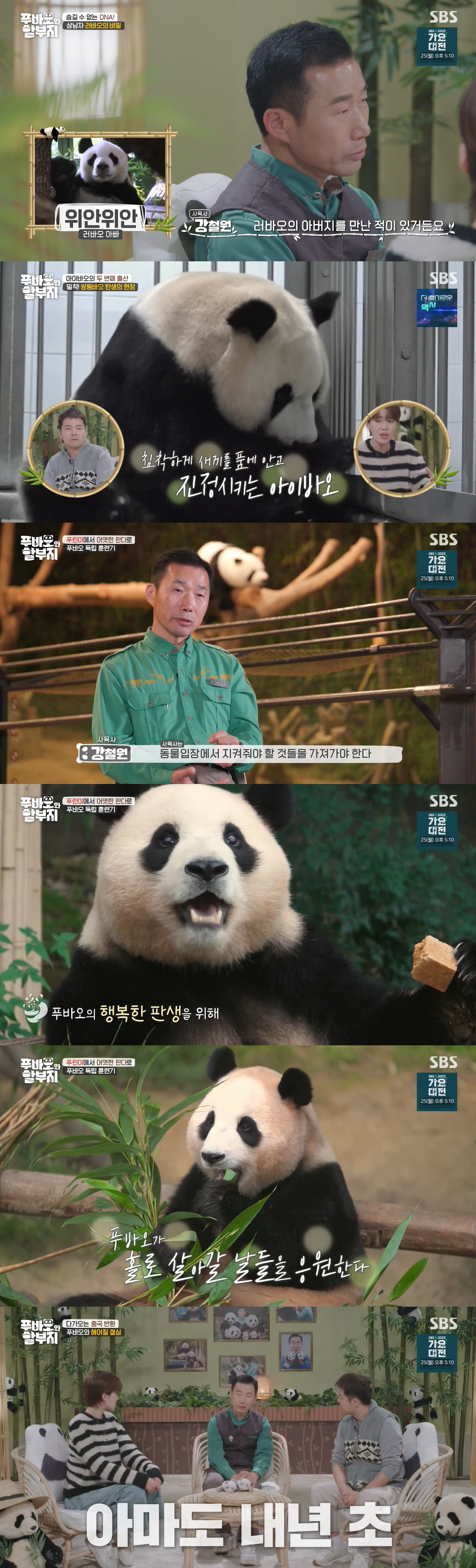 강철원 사육사 "푸바오 내년 초 中 반환..이별 아쉽지만 당연한 삶" (…