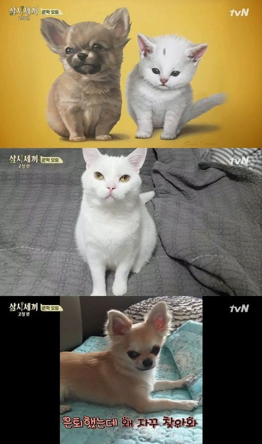 "'삼시세끼' 고양이 벌이 근황 10살" 나PD 대신 안재현이 전한 '만…