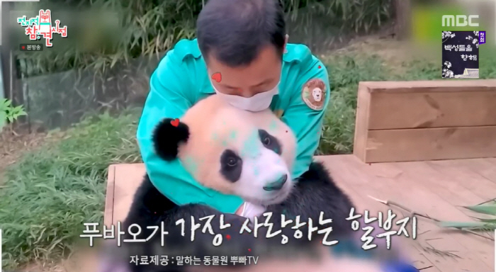 '전참시' 강철원 사육사 "푸바오 만나기 위해 오픈런...전 직원 성과급…